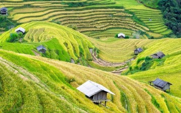 Vietnam's New Copyright Regulation