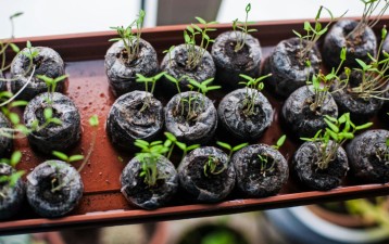 Australia passes IP reforms targeting trademarks, plant breeders and attorney regulation