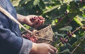 Japan, Thailand file more GI registrations