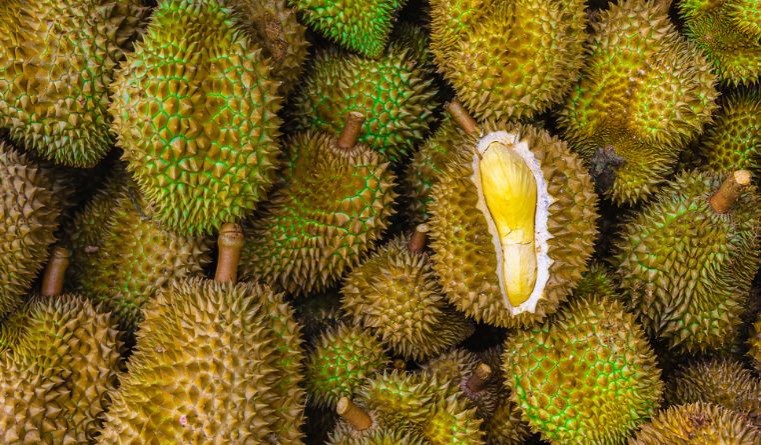 Malaysian durian industry urged to tap GI protection to boost global value