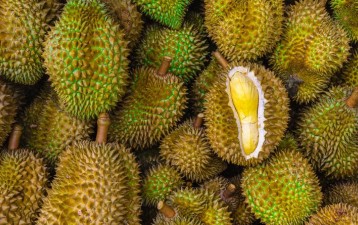 Malaysian durian industry urged to tap GI protection to boost global value