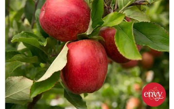 ENZAFruit wins infringement case against local grower in China