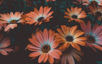 Protecting the rights of plant breeders