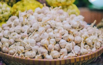 A New Variety of Garlic Patented In Uzbekistan
