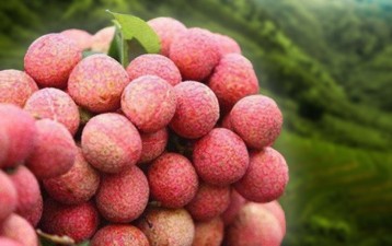 Vietnam’s Luc Ngan lychee gets GI certification in Japan