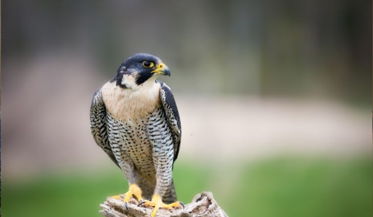 Fair Isaac Corporation v. LAC Co., Ltd [2022] SGIPOS 19