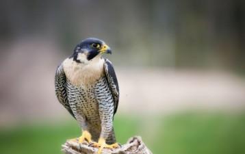 Fair Isaac Corporation v. LAC Co., Ltd [2022] SGIPOS 19