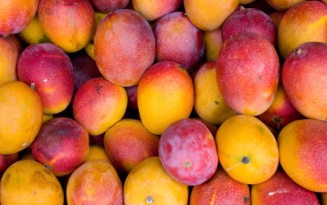 Cambodia, Laos strengthen agricultural ties with mango exports