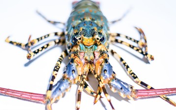 Phuket’s famous lobster to get GI status soon