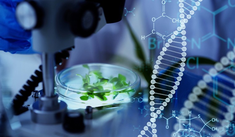 The patenting of GMOs