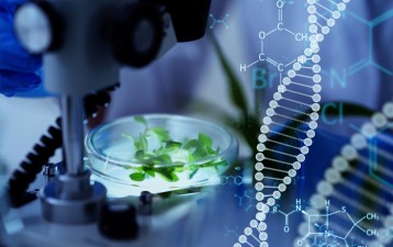The patenting of GMOs