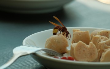 Sri Lankan entrepreneur secures UK trademark for pest-management framework