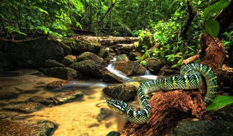 Malaysia Wildlife Adventure  - The Significance of Biodiversity in Malaysia