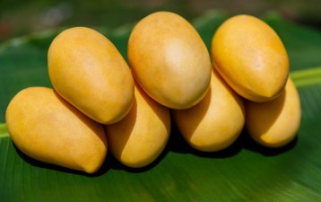 GI seal to make Guimaras mangoes from the Philippines more competitive, beneficial for farmers