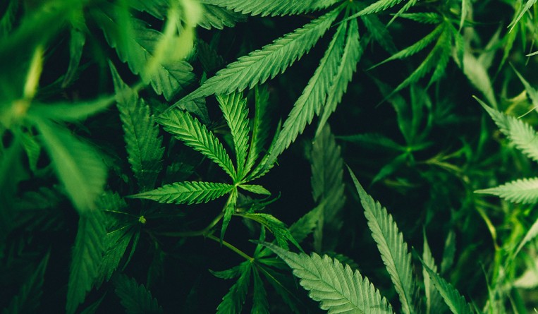 Quo Vadis, cannabis patents? | Asia IP