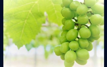 Japan Approves Revised Plant Variety Protection and Seed Act