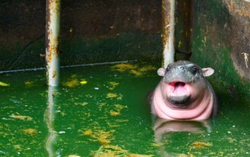 Moo Deng trademark in Thailand granted to the first 38 entities, with more anticipated soon