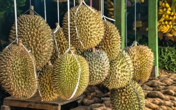 Malaysia extends durian IP protection for 10 more years