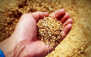 India - Pakistan duel over GI right for basmati rice “simmers”