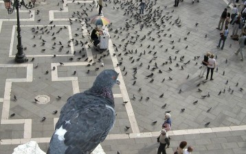 A Bird's Eye View of Recent Judicial Developments