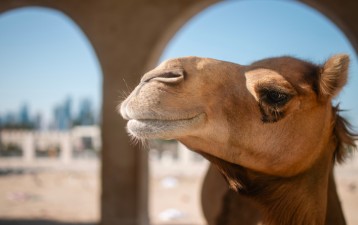 Recent policy and procedural changes in the evolving IP landscapes in the MENA region