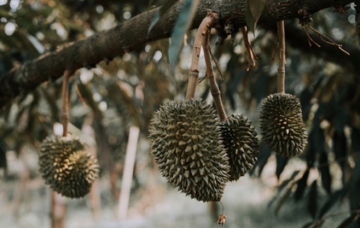 Thailand strengthens GI fruit products in China