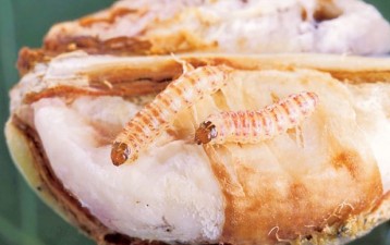 Monsanto Patent Restored by India's Supreme Court