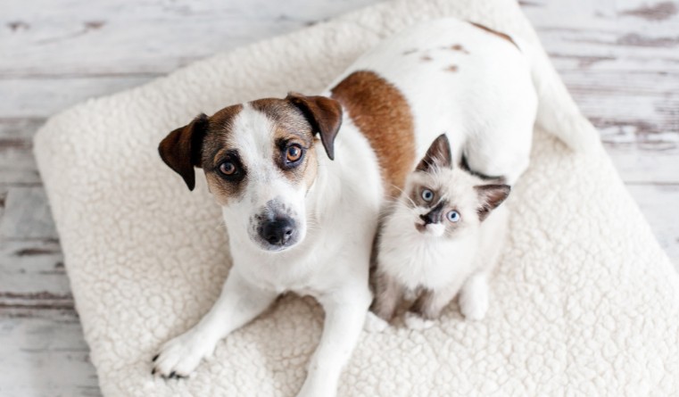 Cats and dogs saved by Japanese company