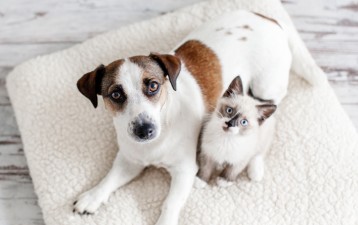 Cats and dogs saved by Japanese company