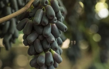 Baker McKenzie FenXun secures landmark win for International Fruit Genetics in PVR infringement case