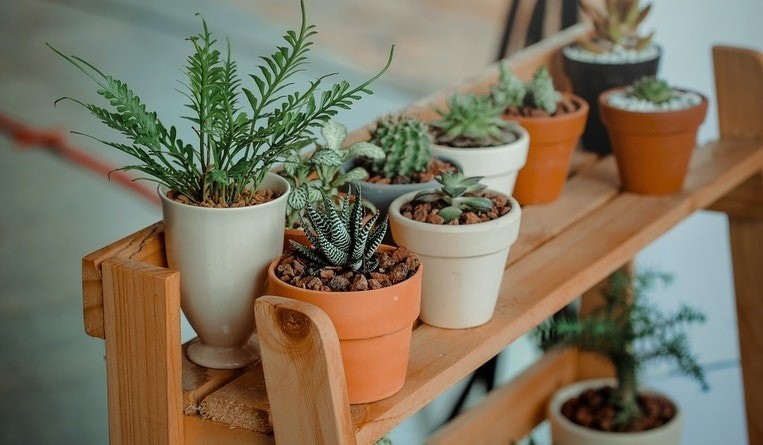 New plant variety protection in China