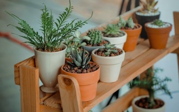 New plant variety protection in China